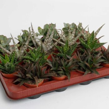Succulenten mix