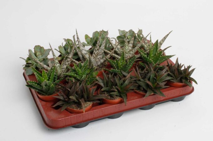 Succulenten mix