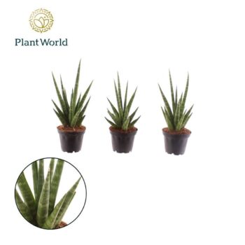 Sansevieria 'Dancing Queen'