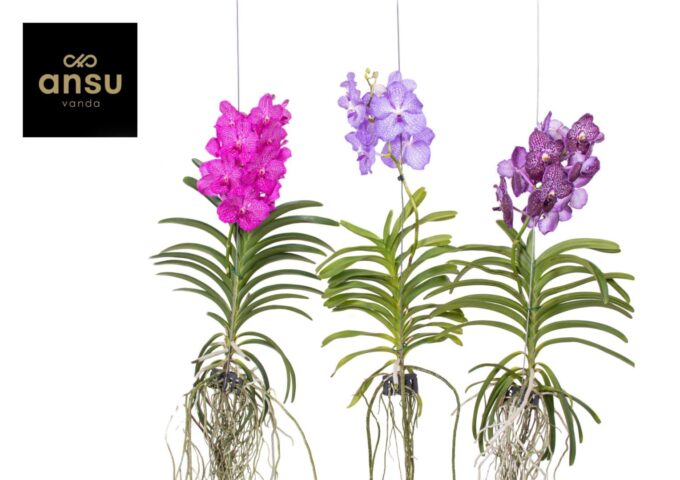 Vanda Mix XL - Colour Mix