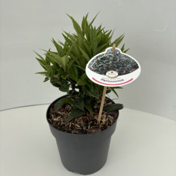 Sarcococca hookeriana 'Winter Gem'