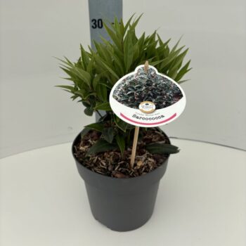 Sarcococca hookeriana 'Winter Gem'