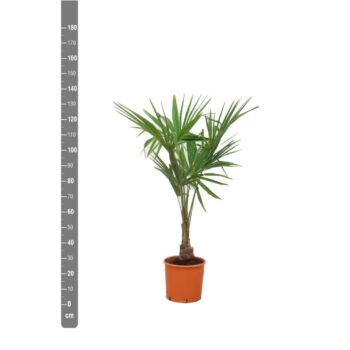 Trachycarpus Fortunei - 130cm