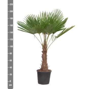 Trachycarpus Fortunei - 190cm