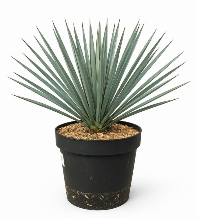 Yucca Rostrata 'Blue Swan' - 75cm