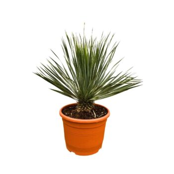 Yucca Rostrata - 80cm