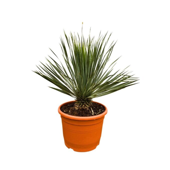 Yucca Rostrata - 80cm