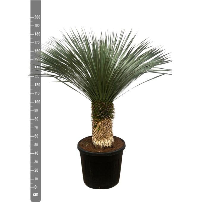 Yucca Rostrata - 200cm