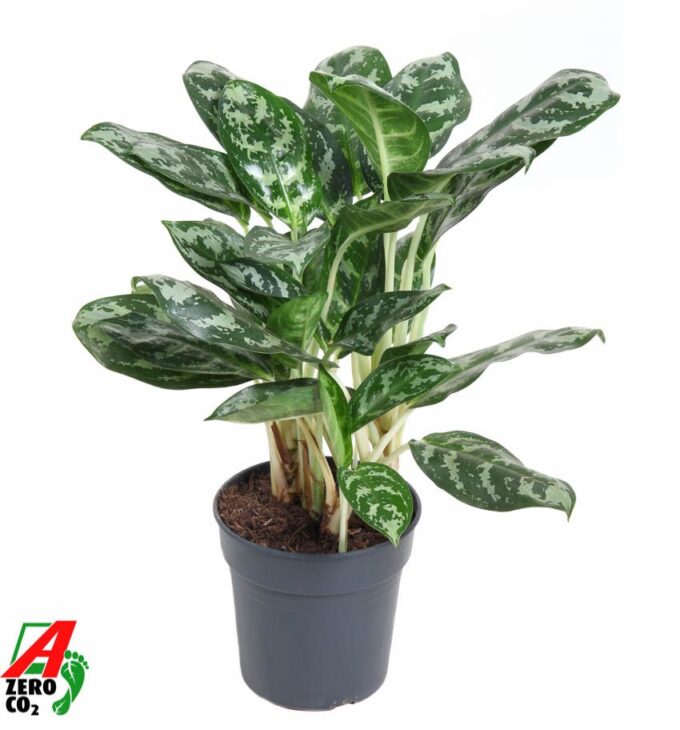 Aglaonema Amazone Silver
