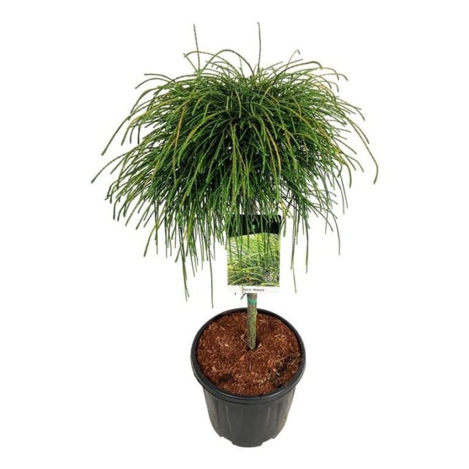 Thuja pl. 'Whipcord'