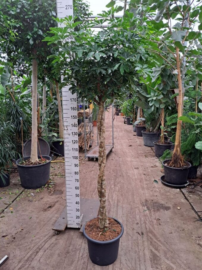 Schefflera arboricola 'Compacta' twister 240