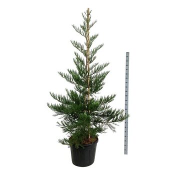 Sequoiadendron g. 'Powdered Blue'