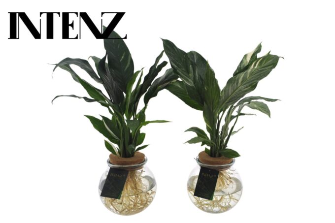 Spathiphyllum Diamond 12cm in Bolglas + Klikkurk - lvrtijd: 24 u
