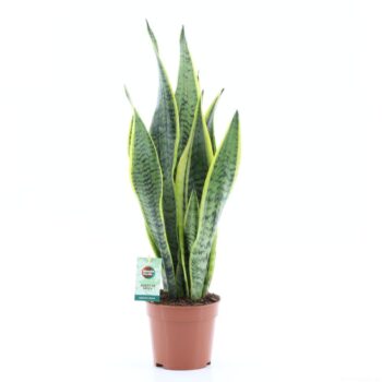 Sansevieria Laurentii