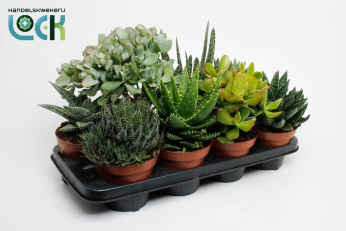 Succulenten mix