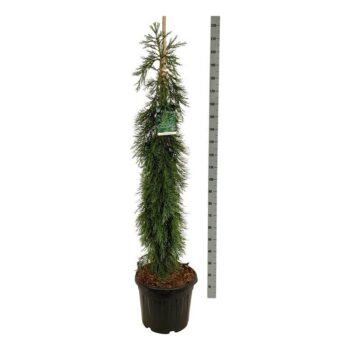 Sequoiadendron gig. 'Pendulum'
