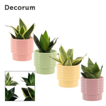 Sansevieria Hahnii 9 cm mix in Naemi (Tasty bubble-collection)