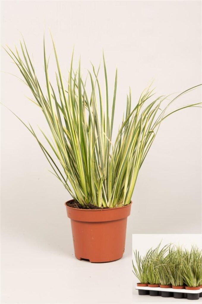 Acorus gram. 'Variegatus'