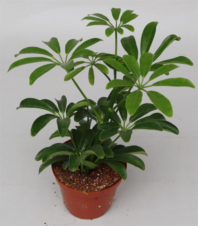 Schefflera ar. 'Luseana'