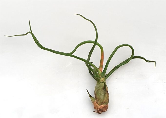 Tillandsia 'Bulbosa'
