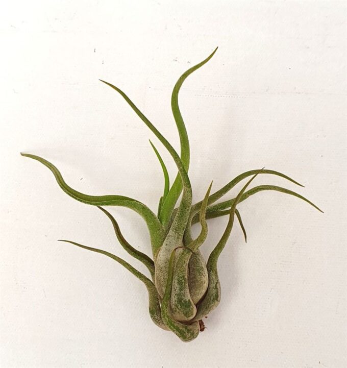 Tillandsia 'Çaput Medusa'