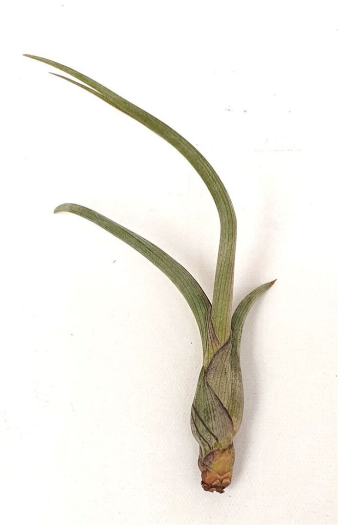 Tillandsia 'Baileyi'