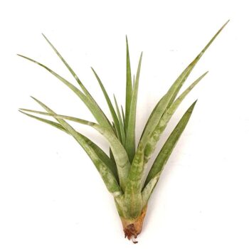 Tillandsia 'Maya Gold'
