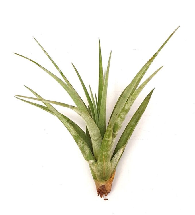 Tillandsia 'Maya Gold'