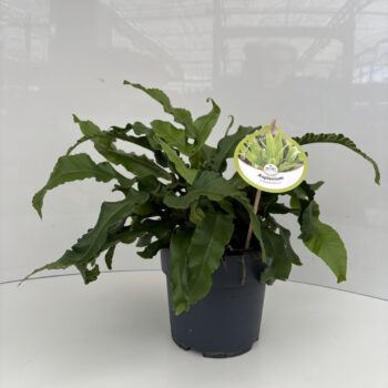 Asplenium scolopendrium
