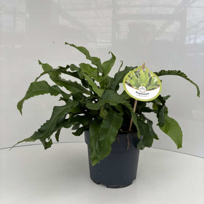 Asplenium scolopendrium
