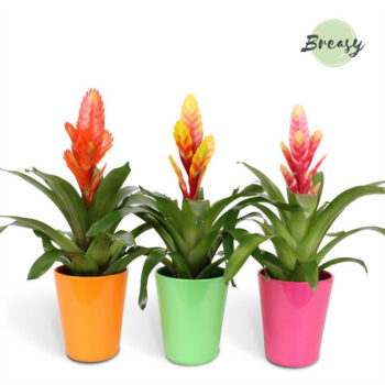 Vriesea Happy Florence