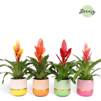 Vriesea Happy Jamaica