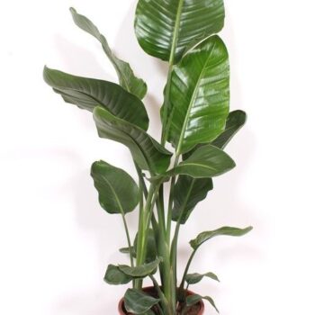 Strelitzia nicolai