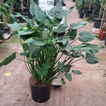 Alocasia Cucullata op stam