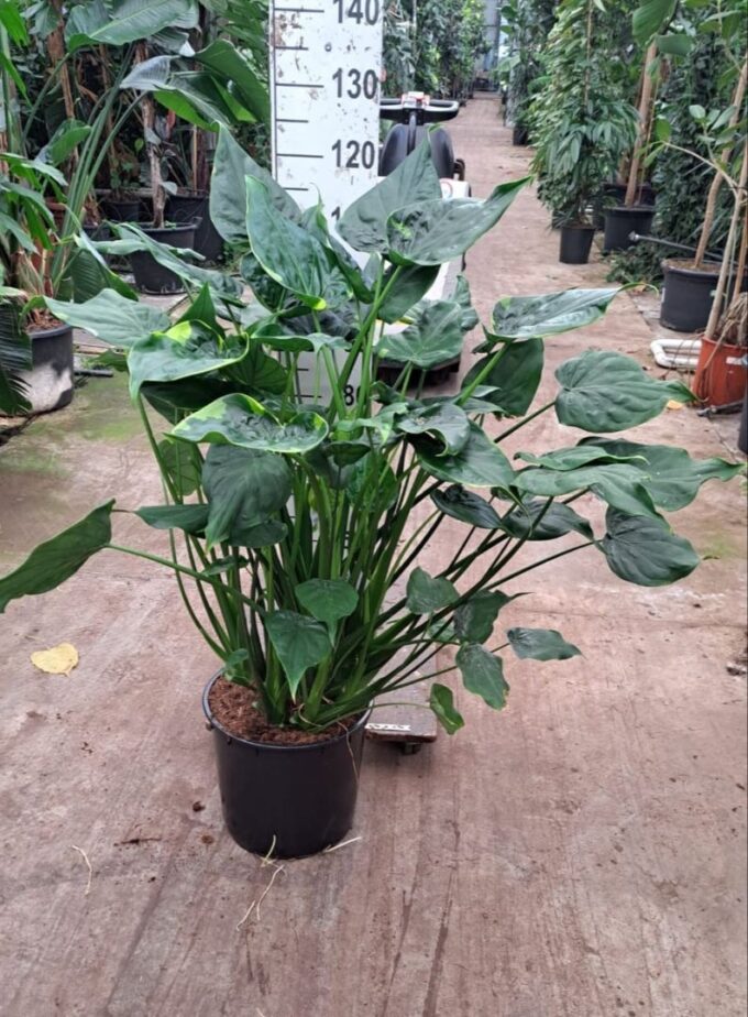 Alocasia Cucullata op stam