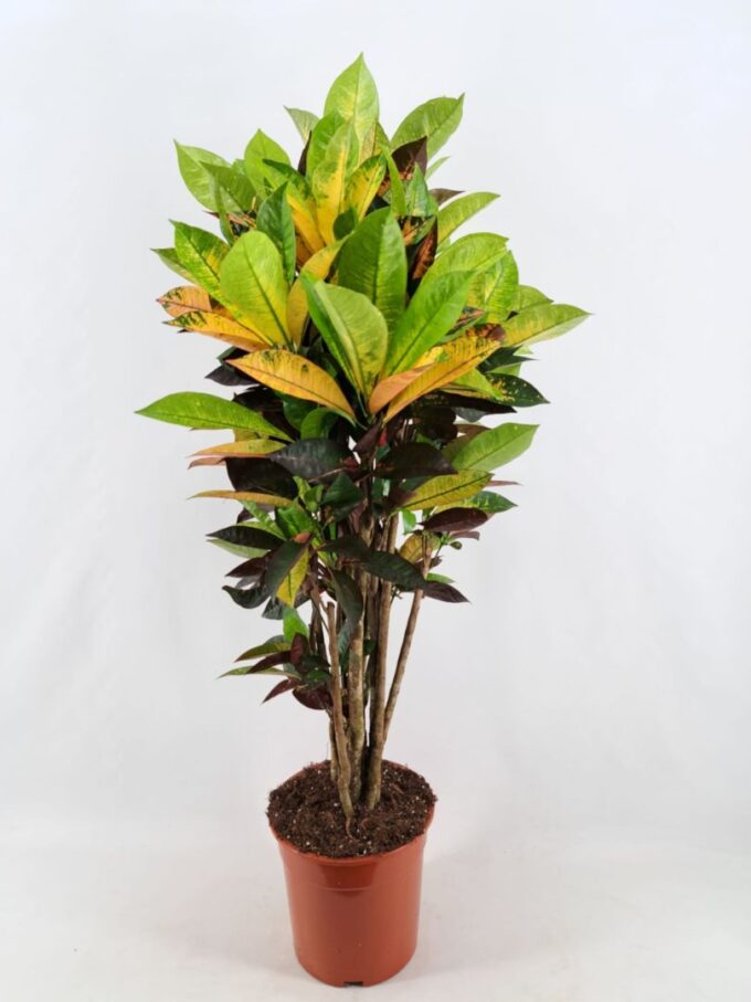 Codiaeum Iceton vertakt 26 cm
