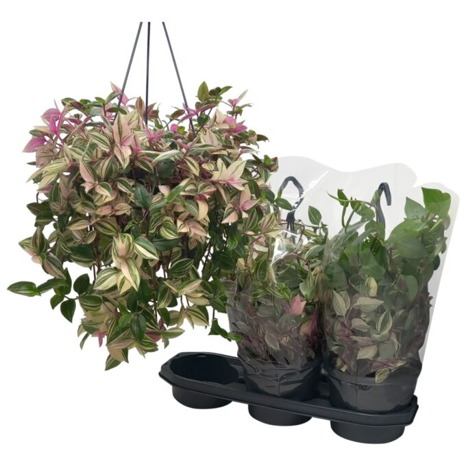 Tradescantia 'Tricolor'