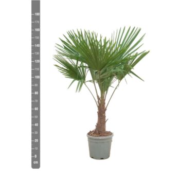 Trachycarpus Fortunei - 170cm