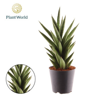 Sansevieria 'Starshooter'