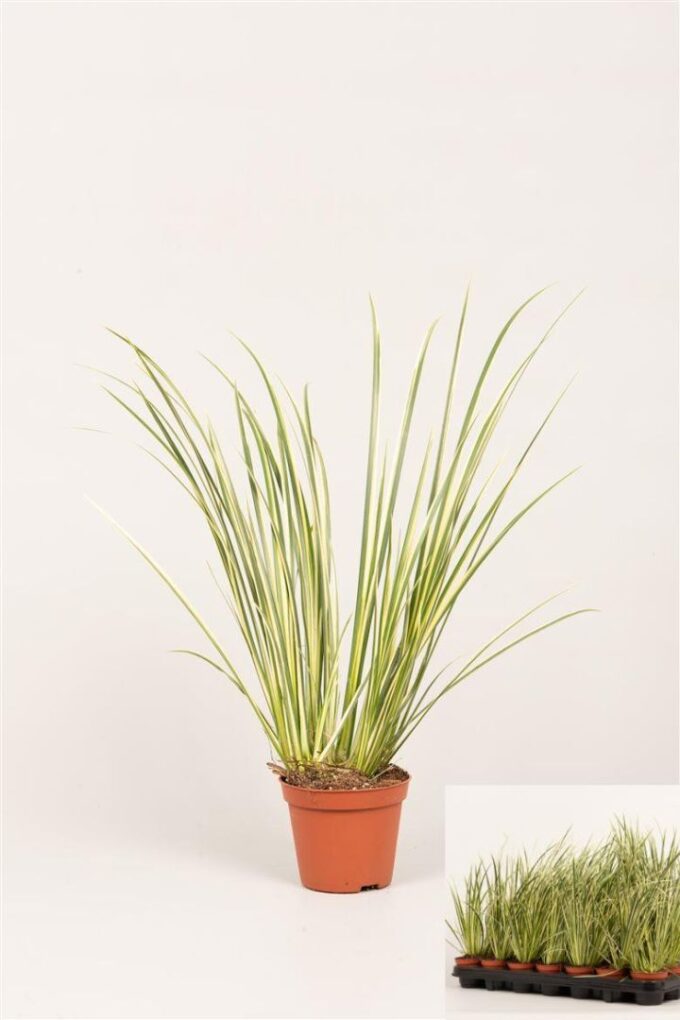 Acorus gram. 'Variegatus'