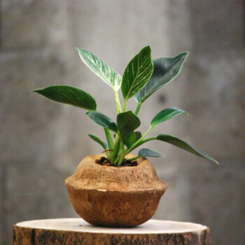 Sapucaia Planter