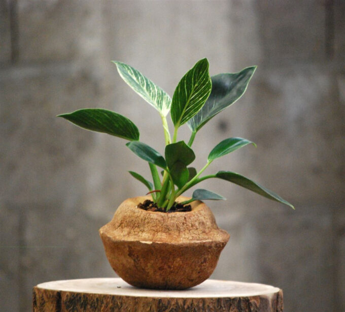 Sapucaia Planter