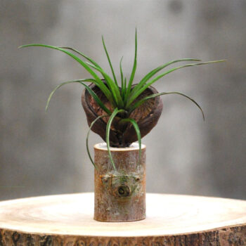 Sterculia Trofie op boomstam C