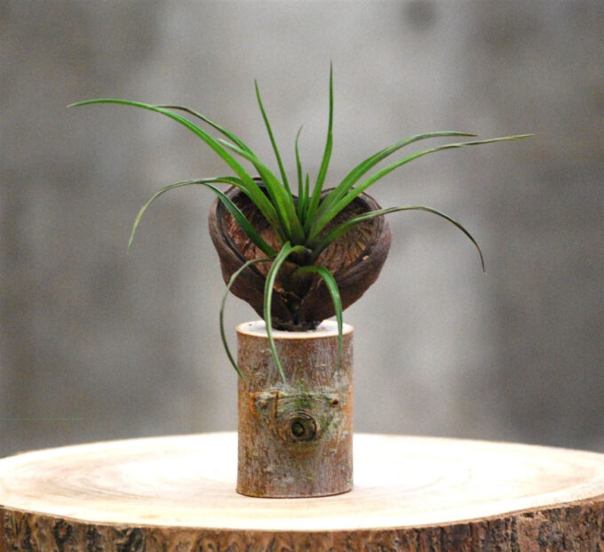 Sterculia Trofie op boomstam C