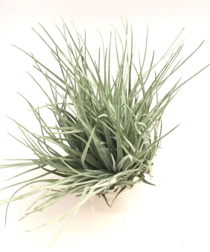 Tillandsia 'Cotton Candy' zonder bloem