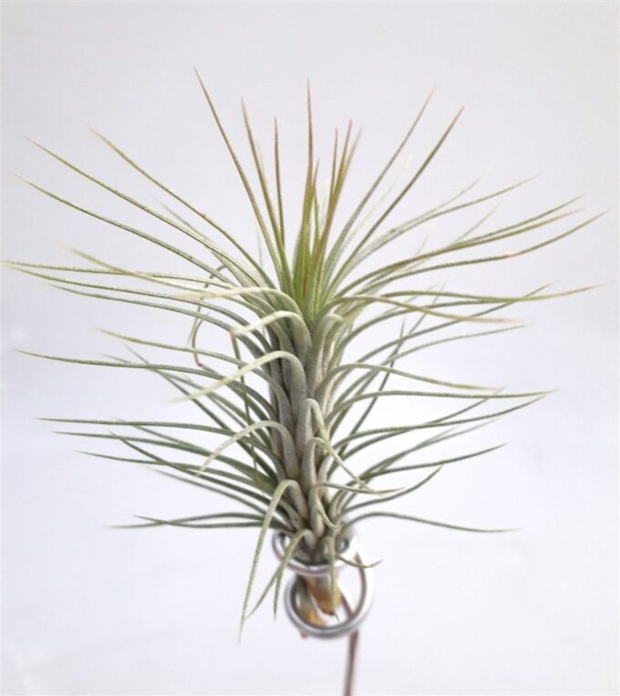 Tillandsia 'Funckiana'