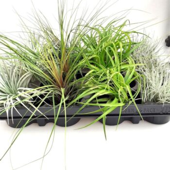 Tillandsia gemengd