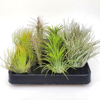 Tillandsia gemengd