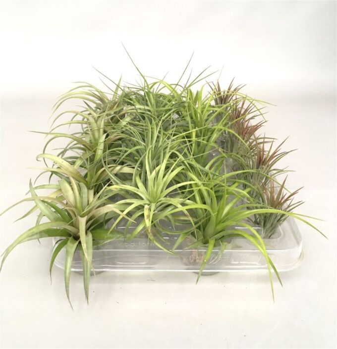 Tillandsia gemengd