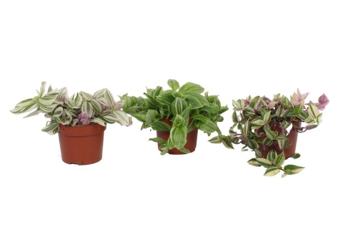 Tradescantia Mix 12CM - vrije mix